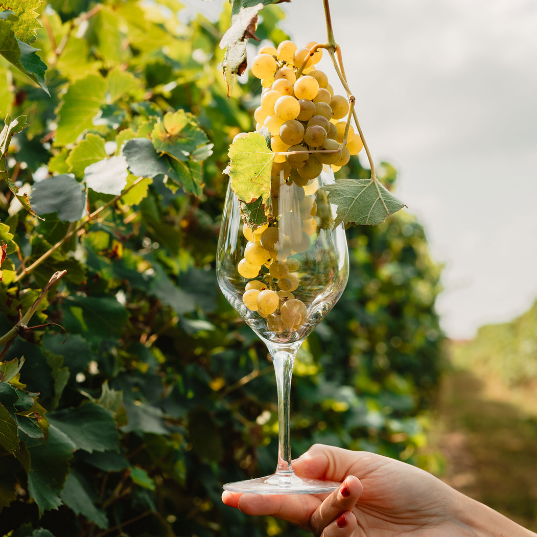 White wine Glass Exquisit 350ml - Stölzle Lausitz - 4012632109781