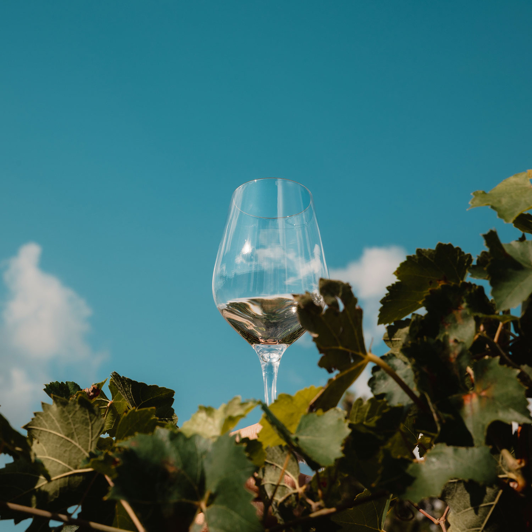 White wine Glass Exquisit 350ml - Stölzle Lausitz - 4012632109781